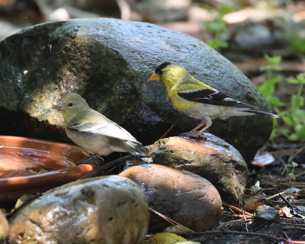 American Goldfinch - ML638609430