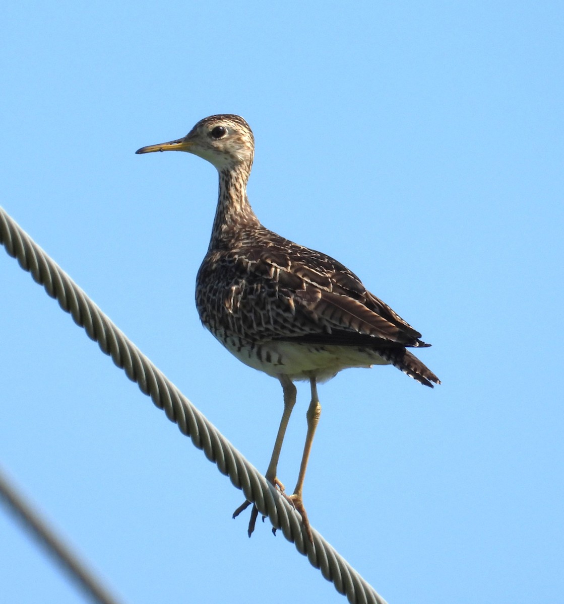 Upland Sandpiper - ML638609433