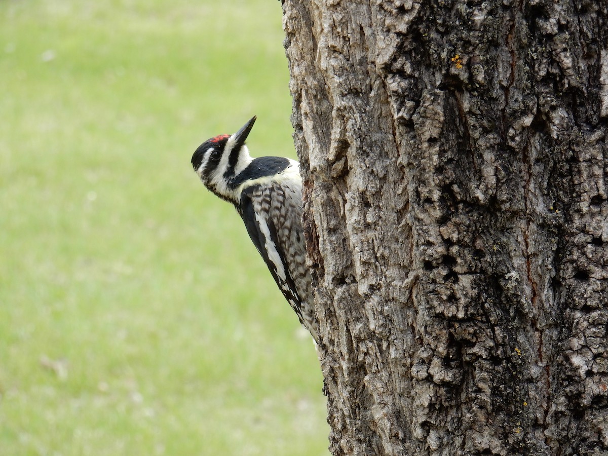 Yellow-bellied Sapsucker - ML638609451
