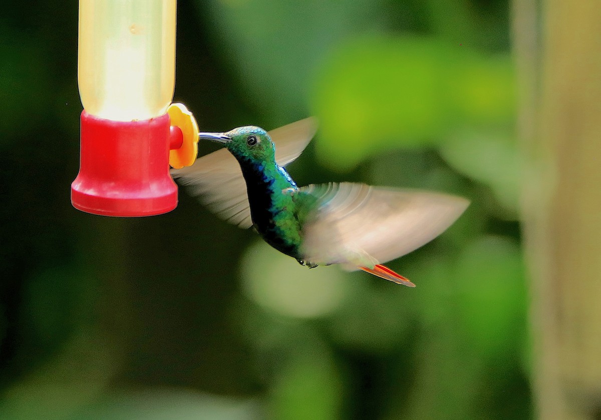 Black-throated Mango (Ecuadorian) - ML638609466