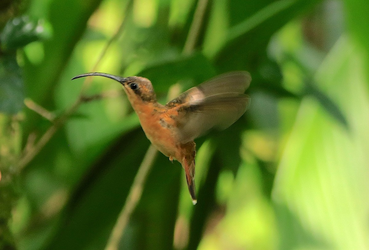 Bronzy Hermit - ML638609477