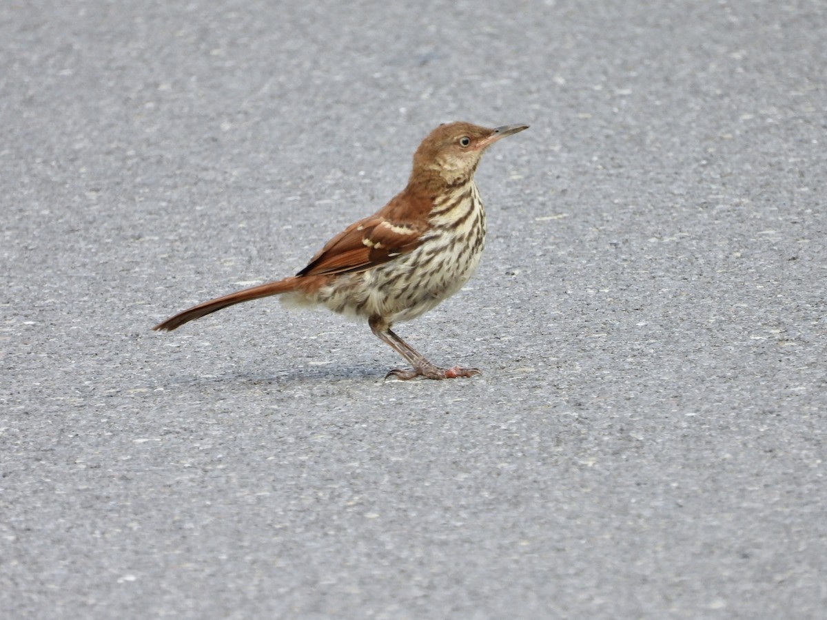 brunspottefugl - ML638609478
