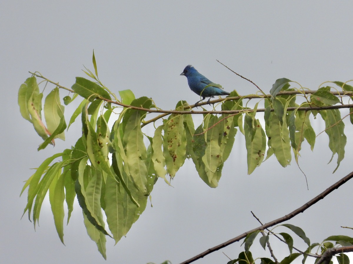 Indigo Bunting - ML638609488