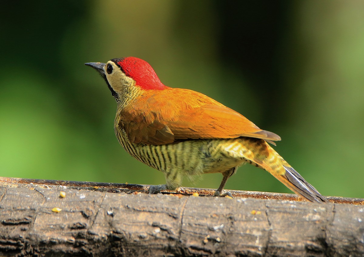 Golden-olive Woodpecker - ML638609498