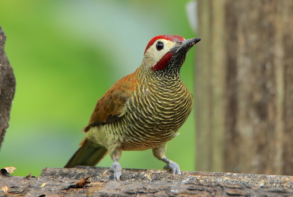 Golden-olive Woodpecker - ML638609499