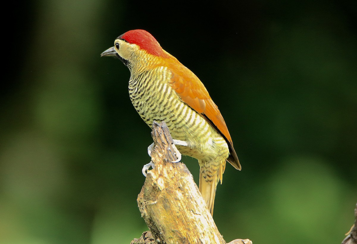 Golden-olive Woodpecker - ML638609500