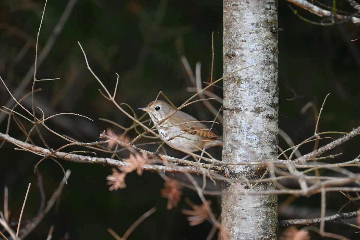 Hermit Thrush - ML638609535