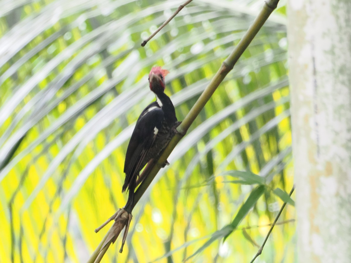 Lineated Woodpecker (Lineated) - ML638609551