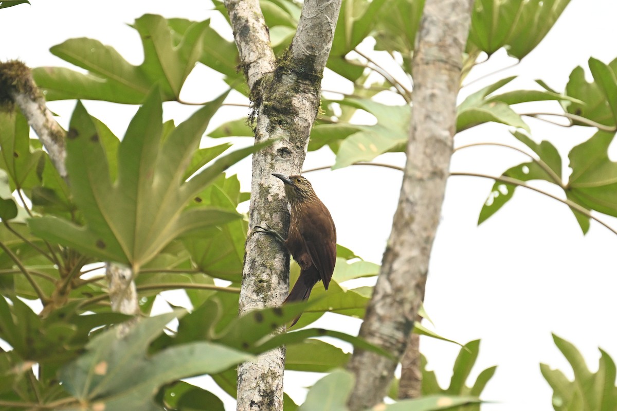 Strong-billed Woodcreeper - ML638609578