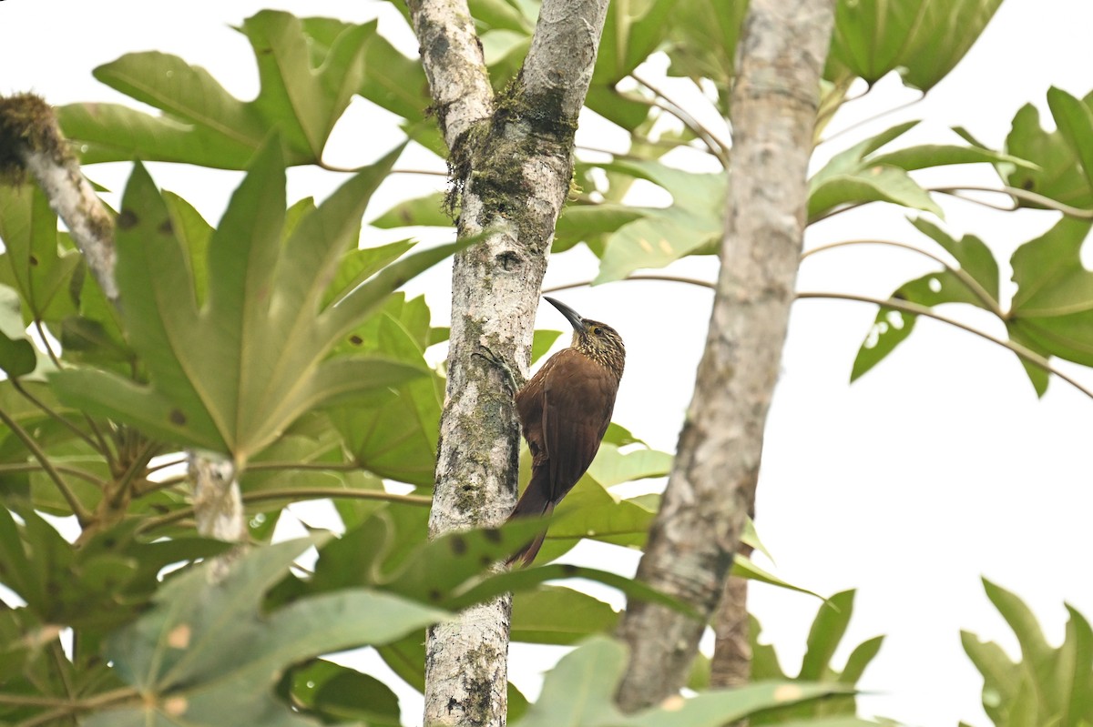 Strong-billed Woodcreeper - ML638609579