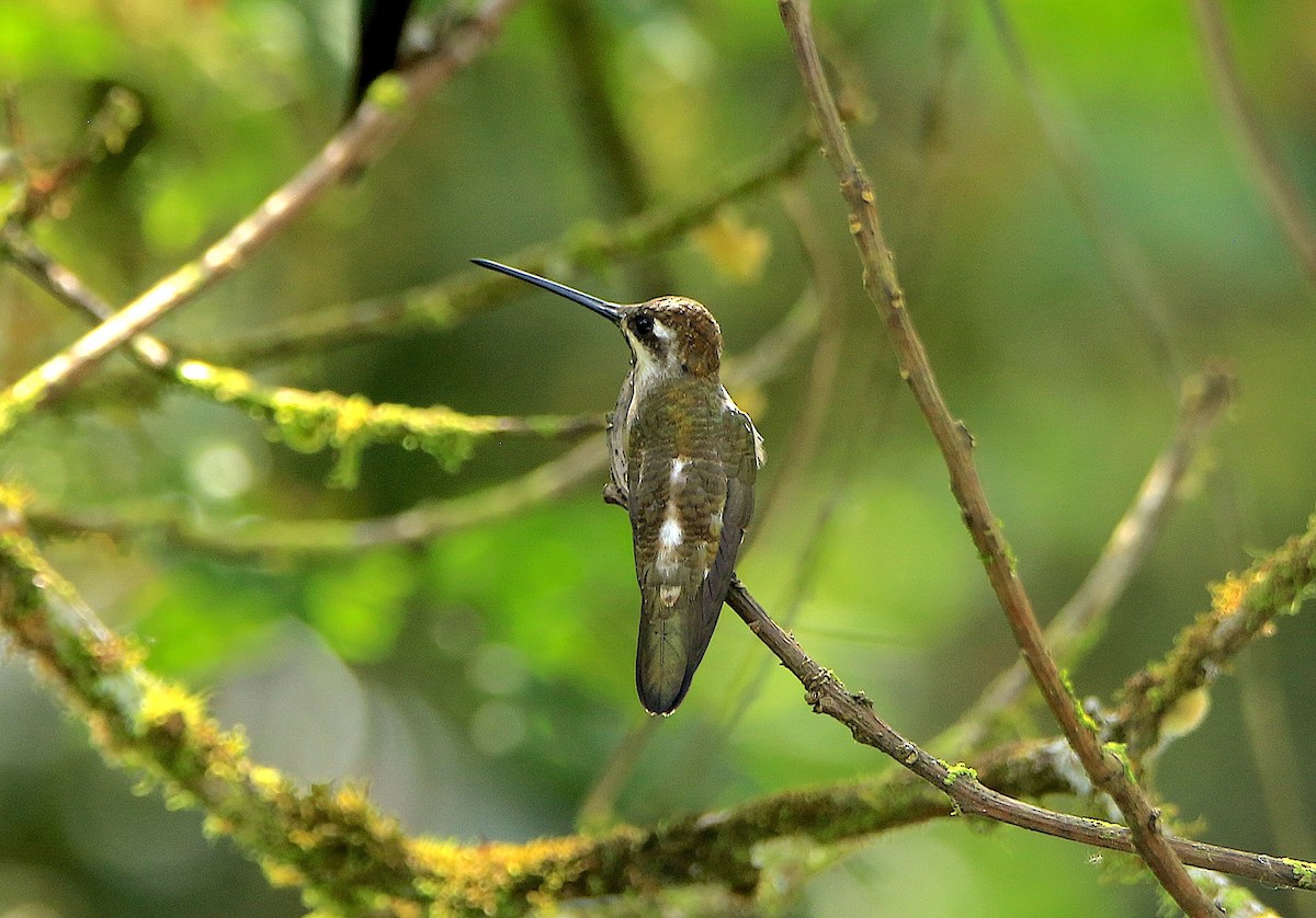 Long-billed Starthroat - ML638609589