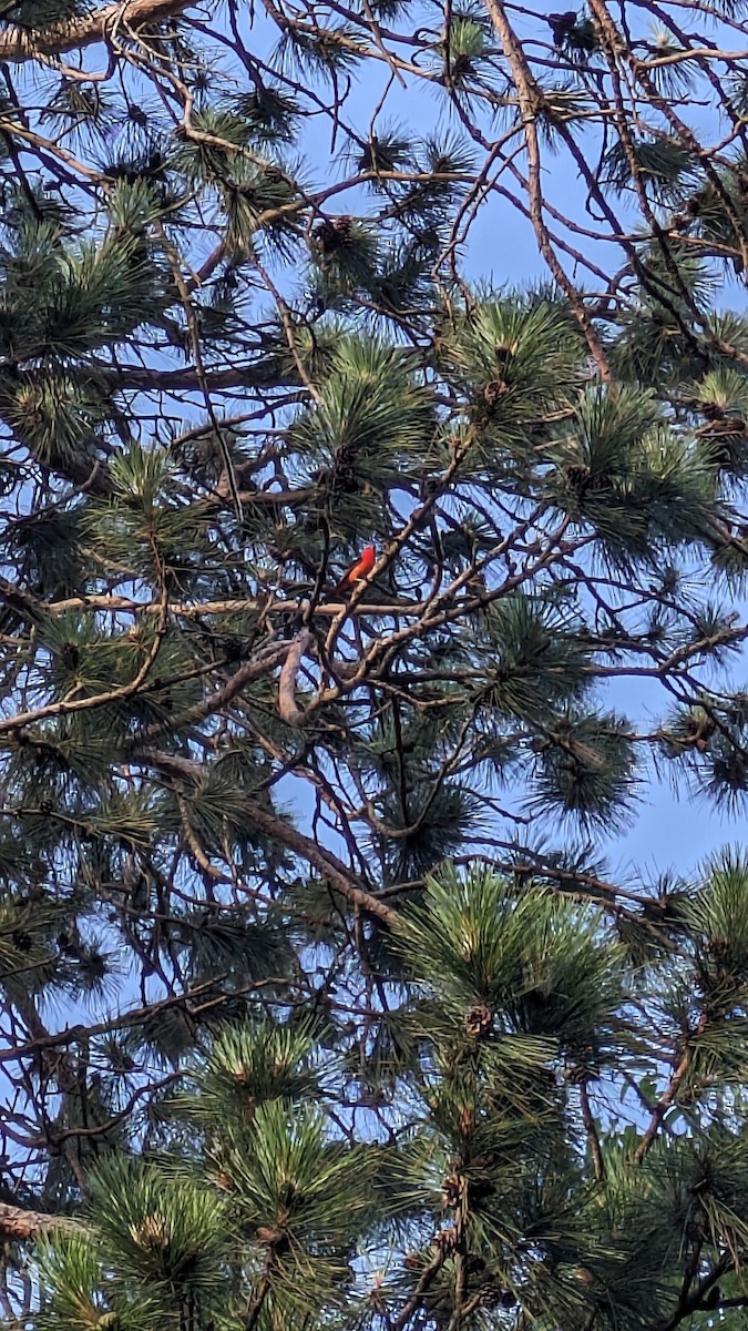 Scarlet Tanager - ML638609606
