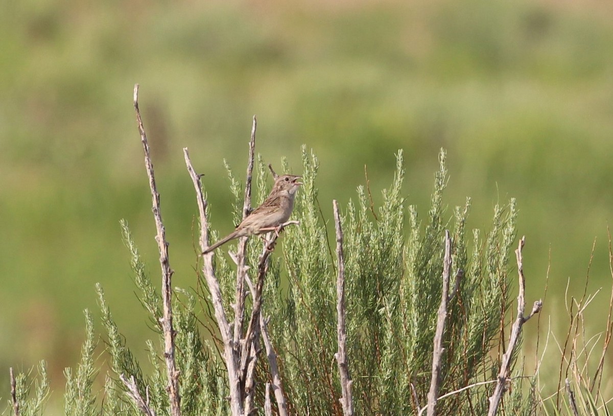 Чінголо очеретяний - ML638609617
