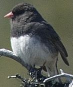 strnadec zimní - ML638609621