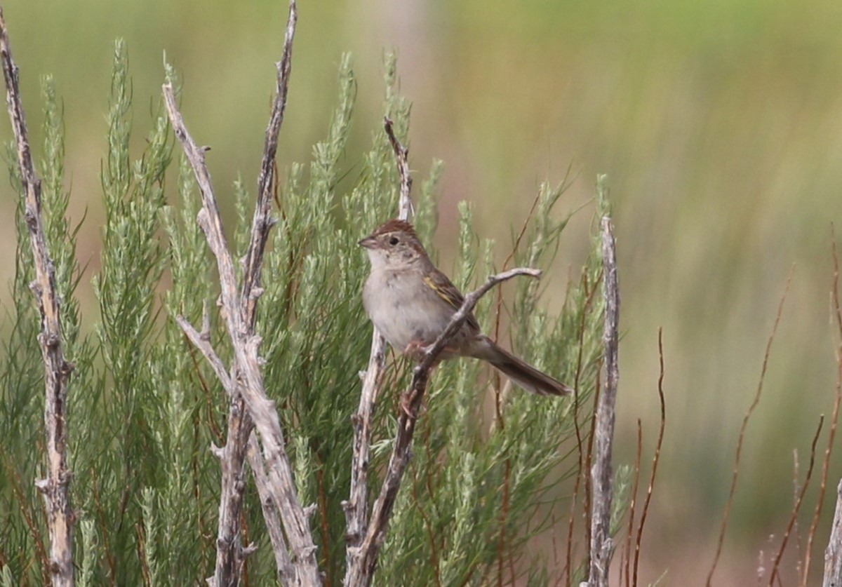 Чінголо очеретяний - ML638609626