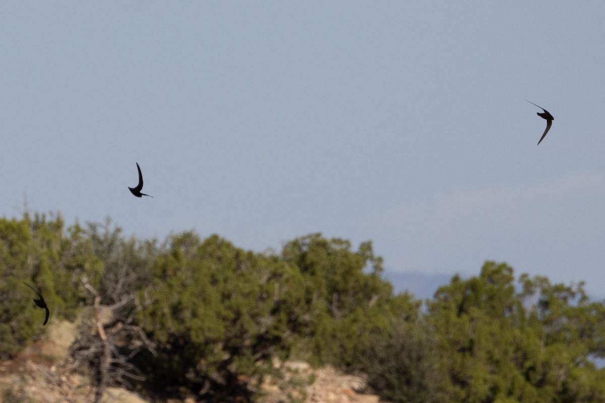 Американский стриж - ML638609633