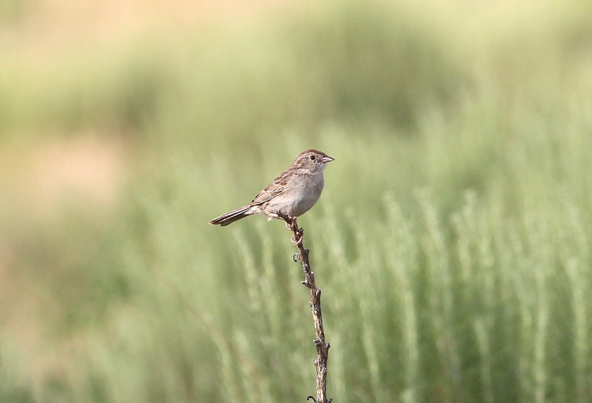 Чінголо очеретяний - ML638609634