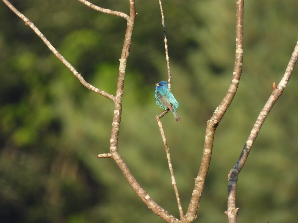 Indigo Bunting - ML638609644