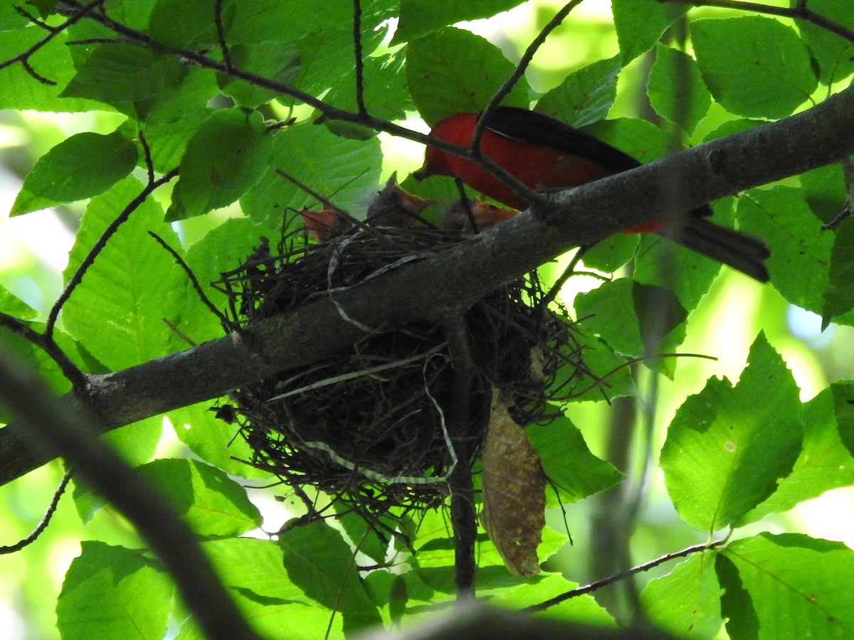 Scarlet Tanager - ML638609649