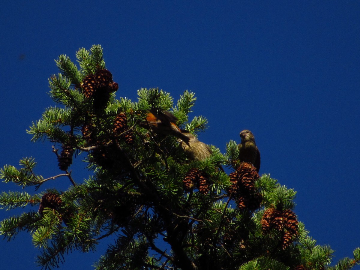Bec-croisé des sapins - ML638609699