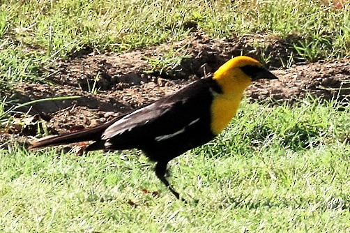 Yellow-headed Blackbird - ML63860971