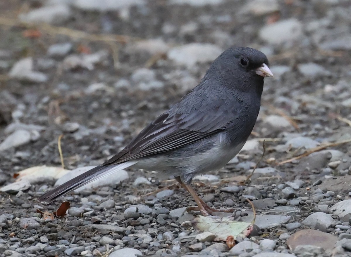 Dark-eyed Junco (Slate-colored) - ML638609722