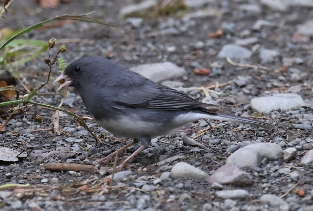 Dark-eyed Junco (Slate-colored) - ML638609723