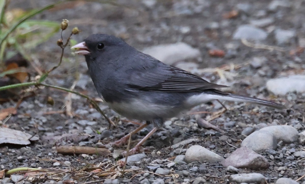 Dark-eyed Junco (Slate-colored) - ML638609724