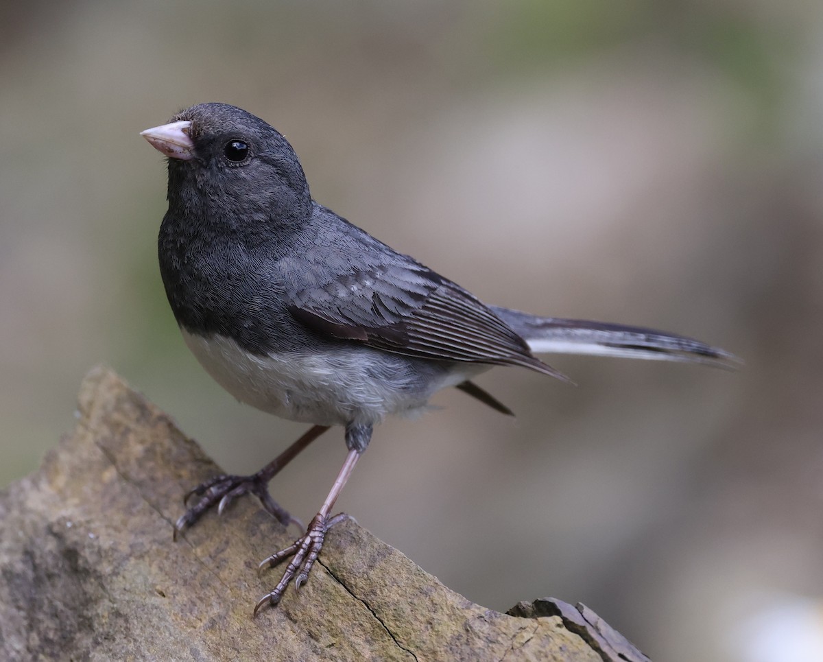 Dark-eyed Junco (Slate-colored) - ML638609727