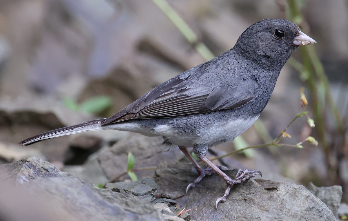 Dark-eyed Junco (Slate-colored) - ML638609728
