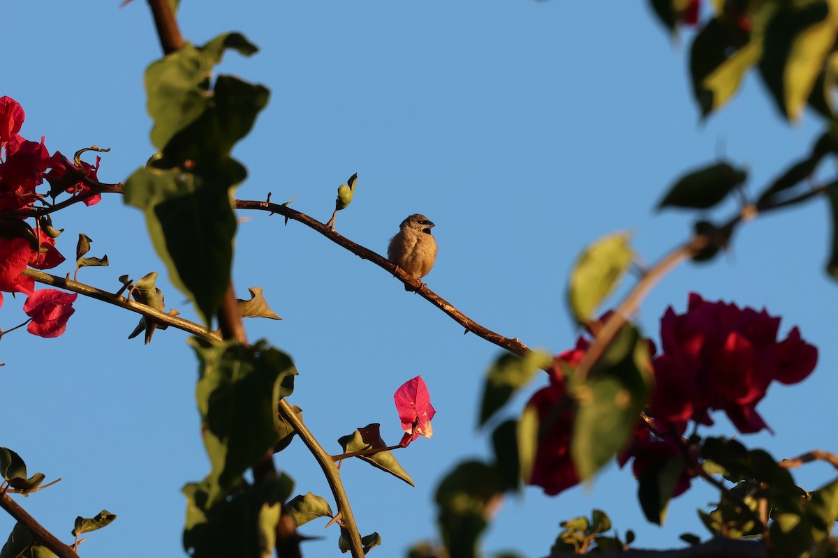 Madagascar Munia - ML638609732