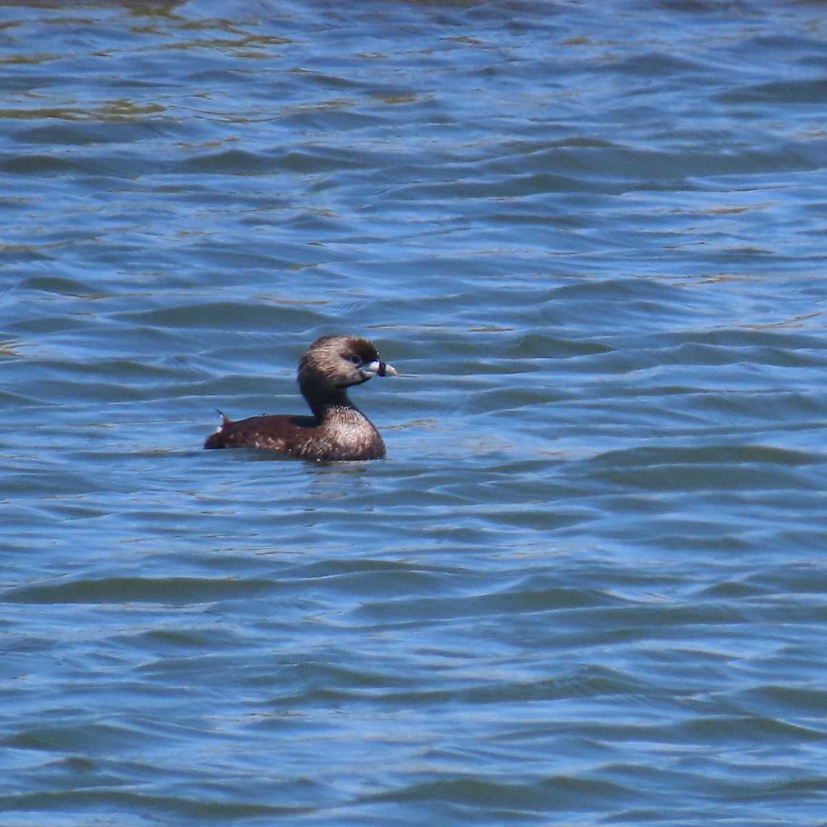 Pied-billed Grebe - ML638609744