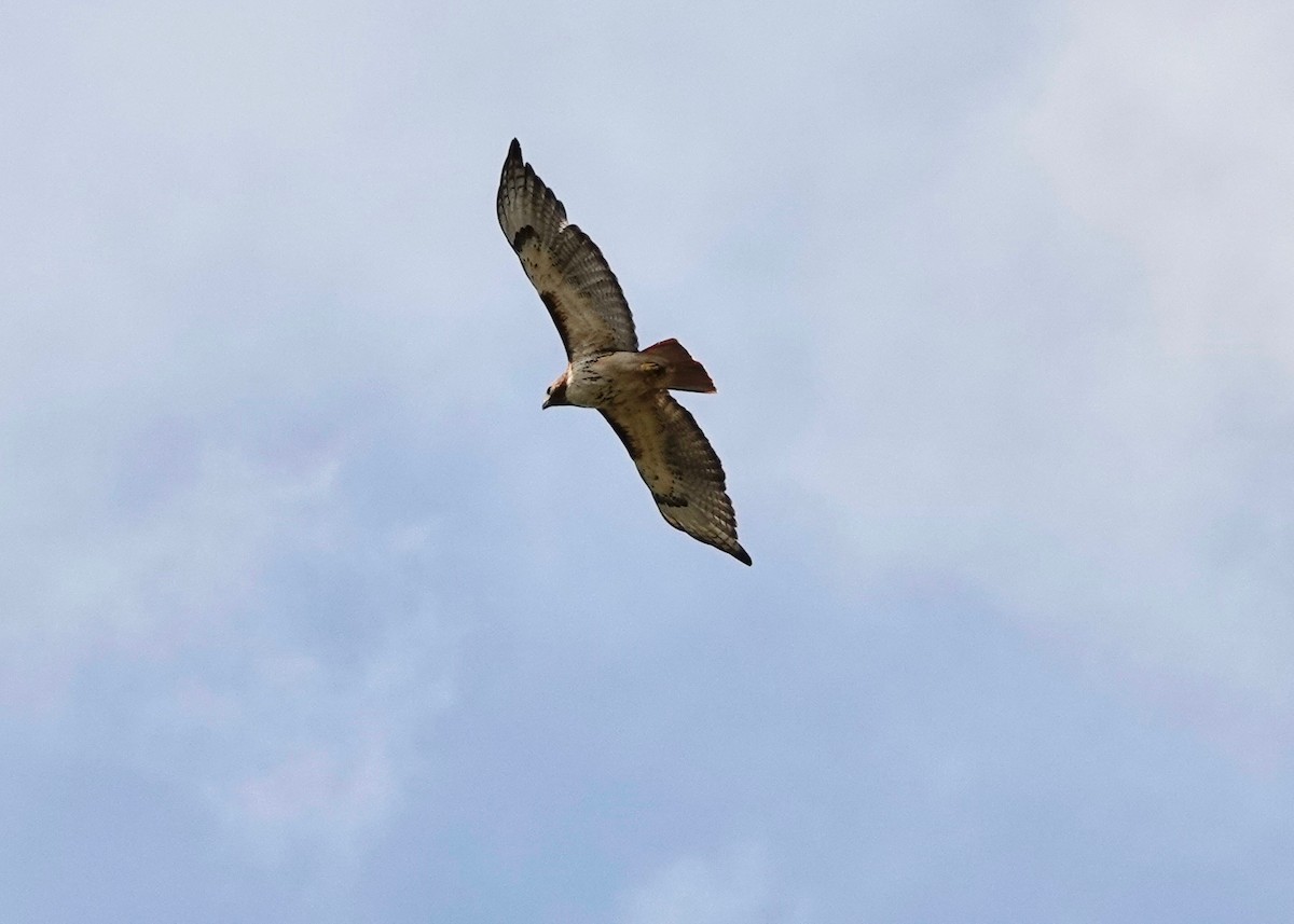 Zapelatz buztangorria - ML638609747