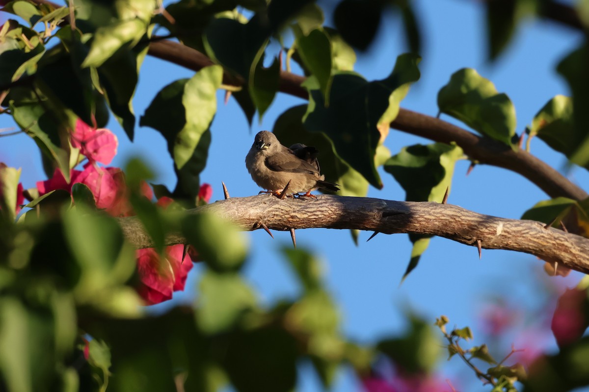 Madagascar Munia - ML638609748