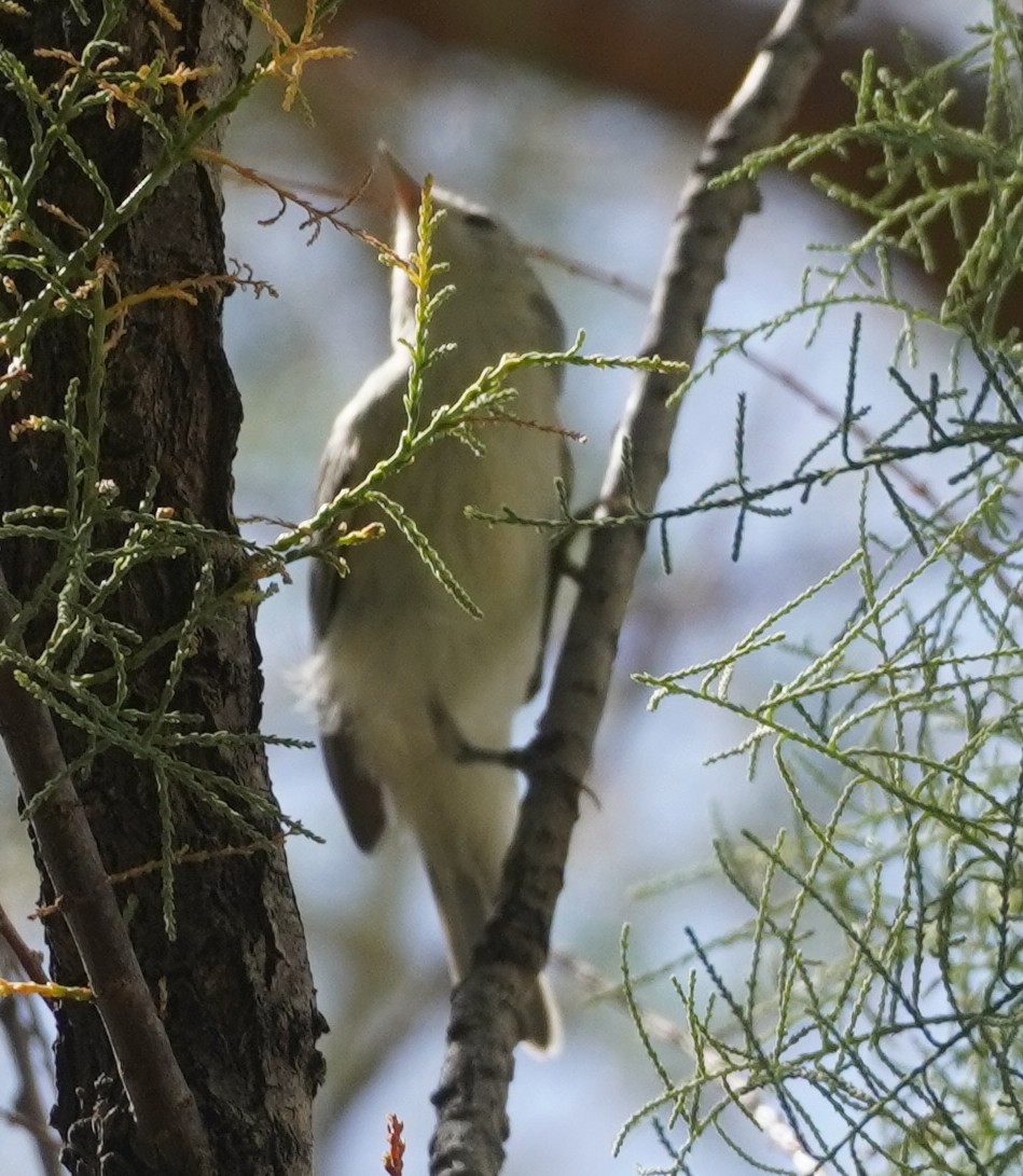 Lucy's Warbler - ML638609751