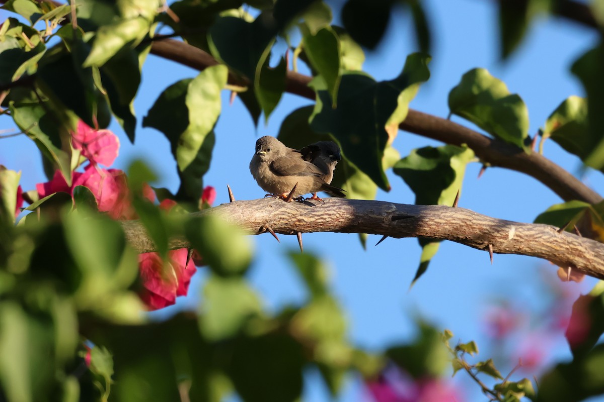 Madagascar Munia - ML638609753