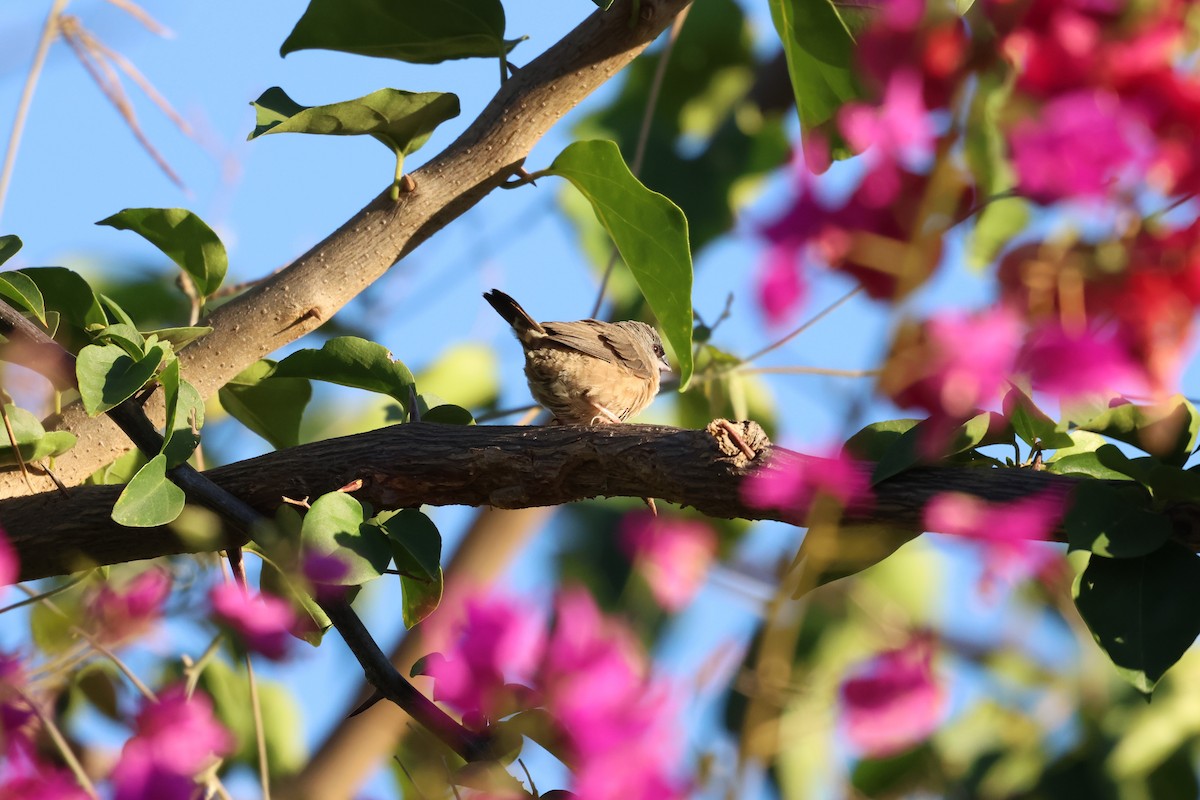 Madagascar Munia - ML638609768