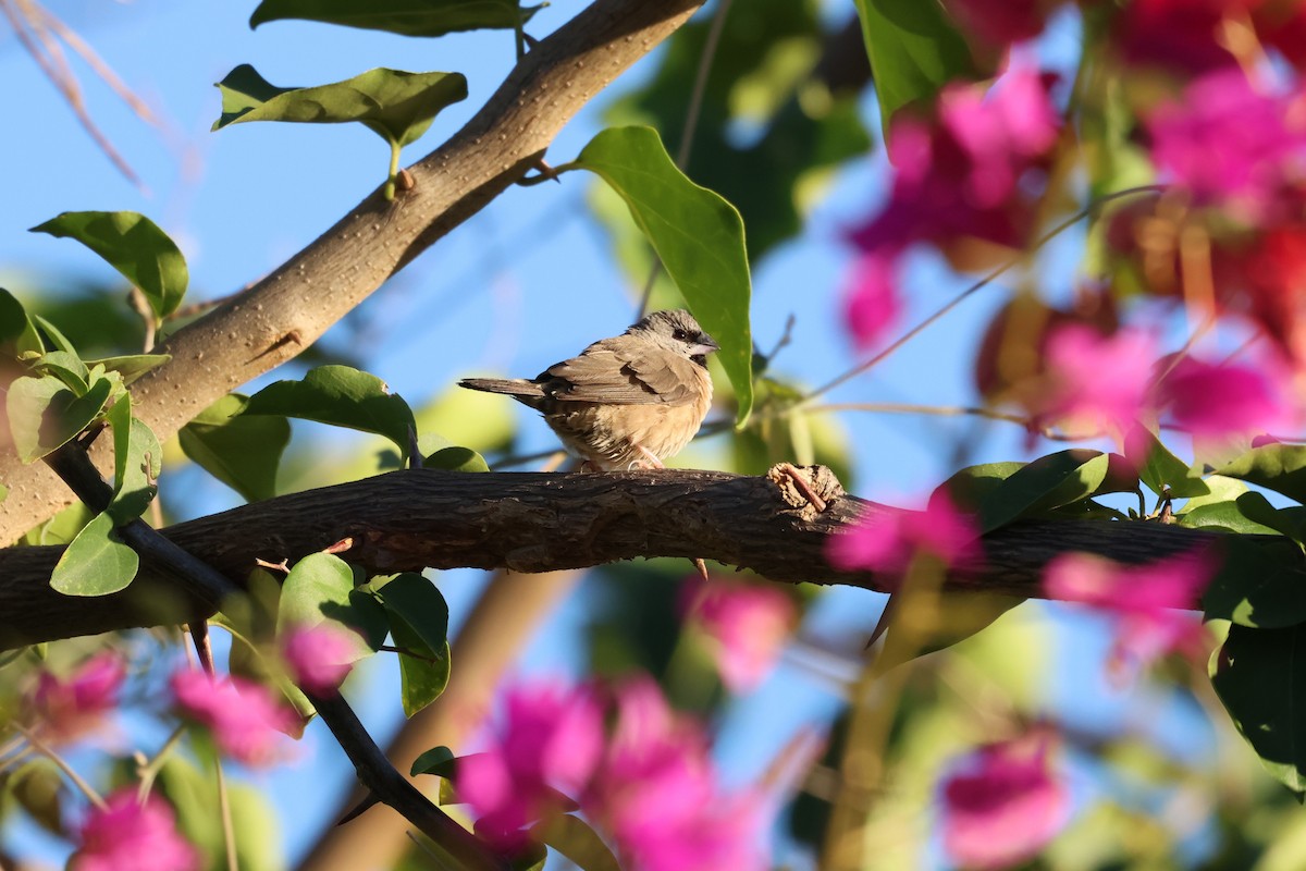Madagascar Munia - ML638609776