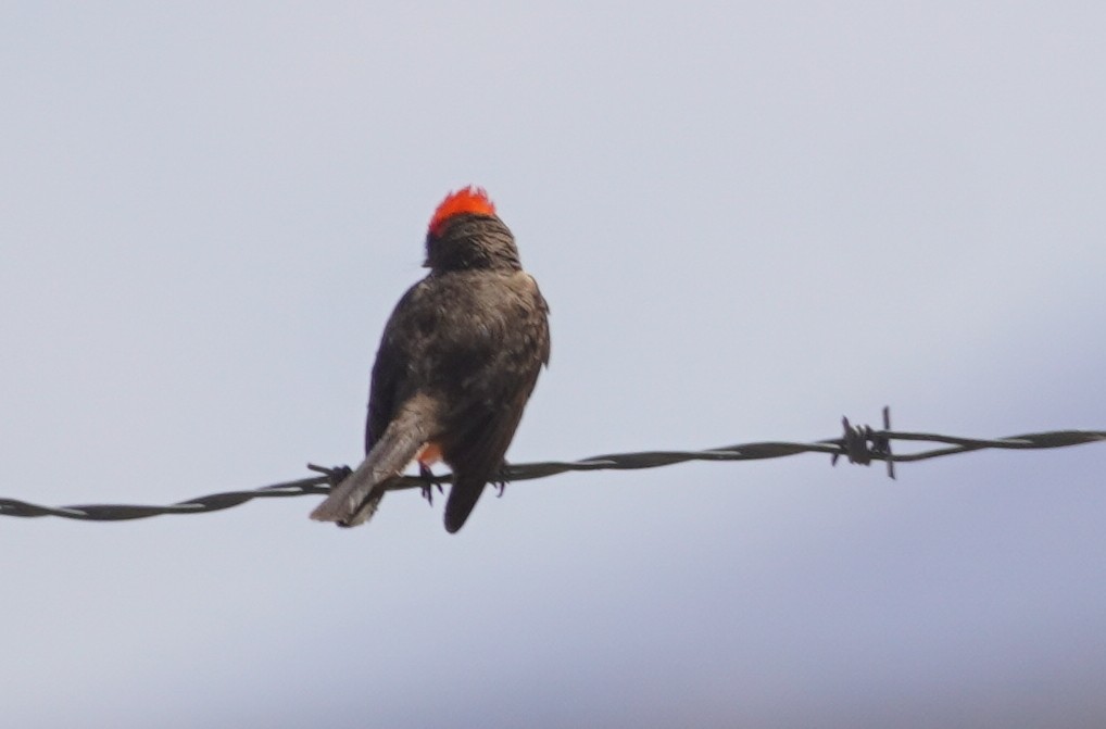 Vermilion Flycatcher - ML638609777