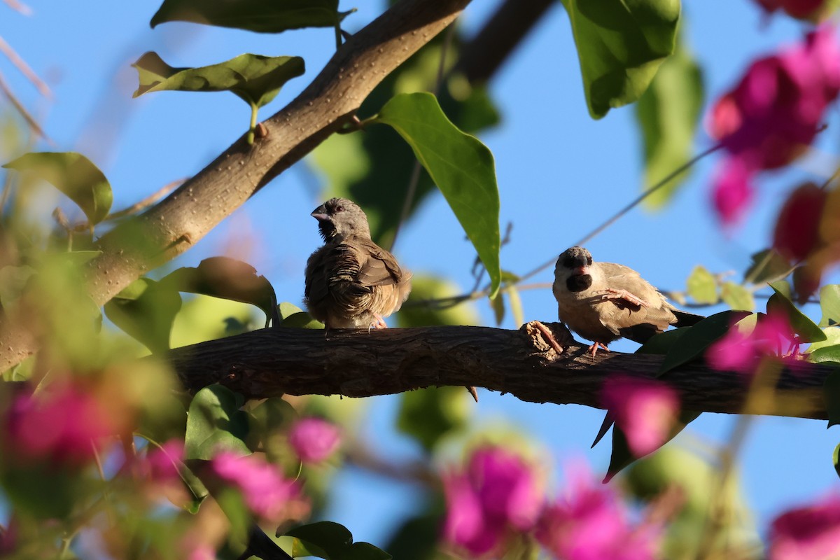 Madagascar Munia - ML638609782