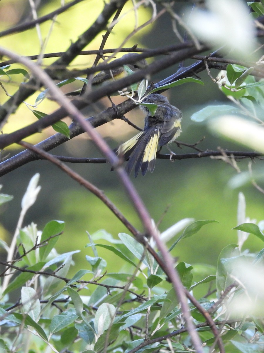 American Redstart - ML638609784