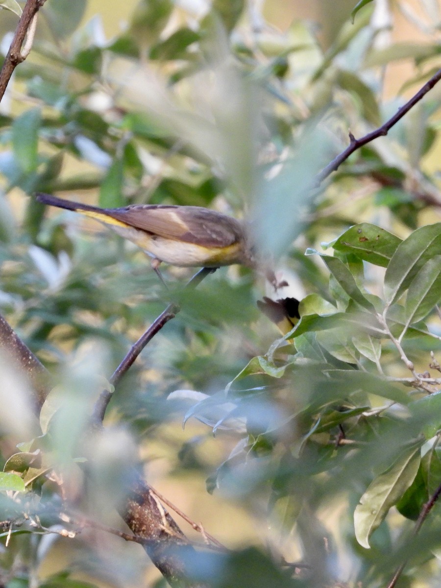 American Redstart - ML638609785
