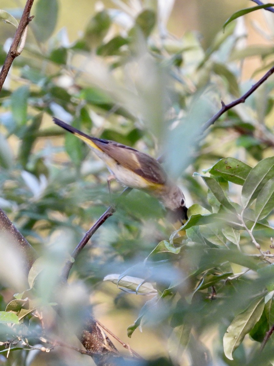 American Redstart - ML638609786