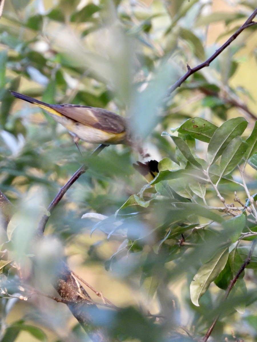 American Redstart - ML638609787