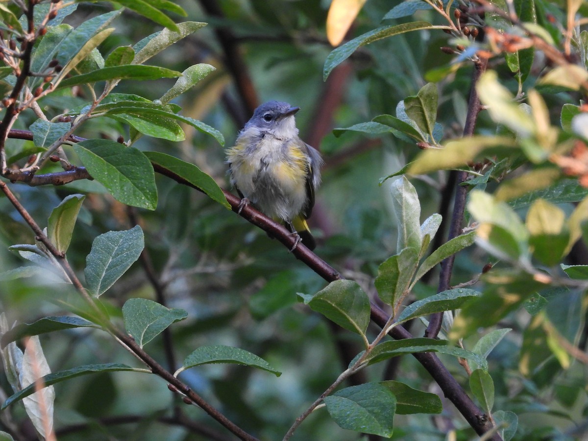 American Redstart - ML638609788