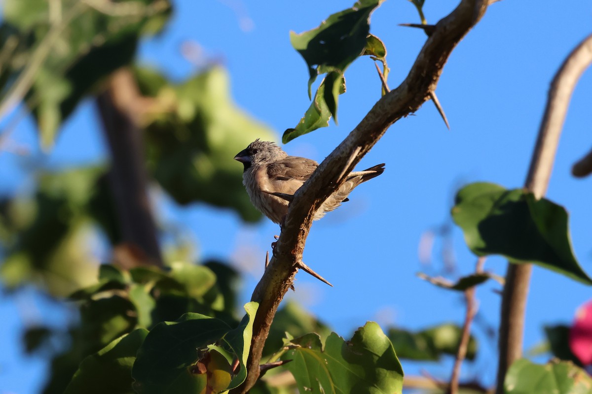 Madagascar Munia - ML638609797