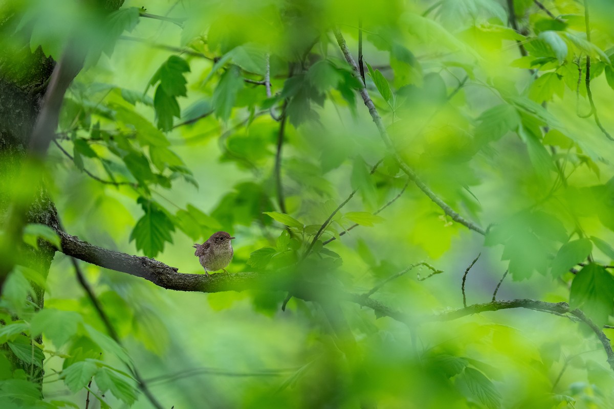 Northern House Wren - ML638609799