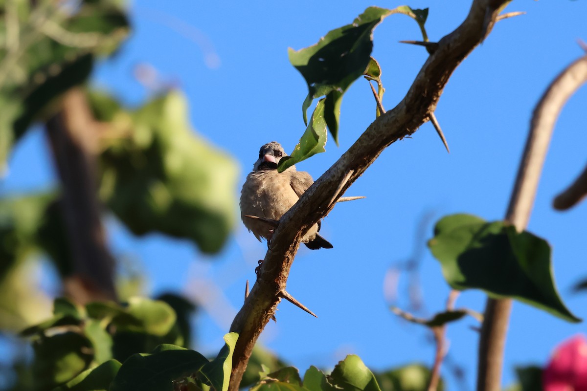 Madagascar Munia - ML638609816