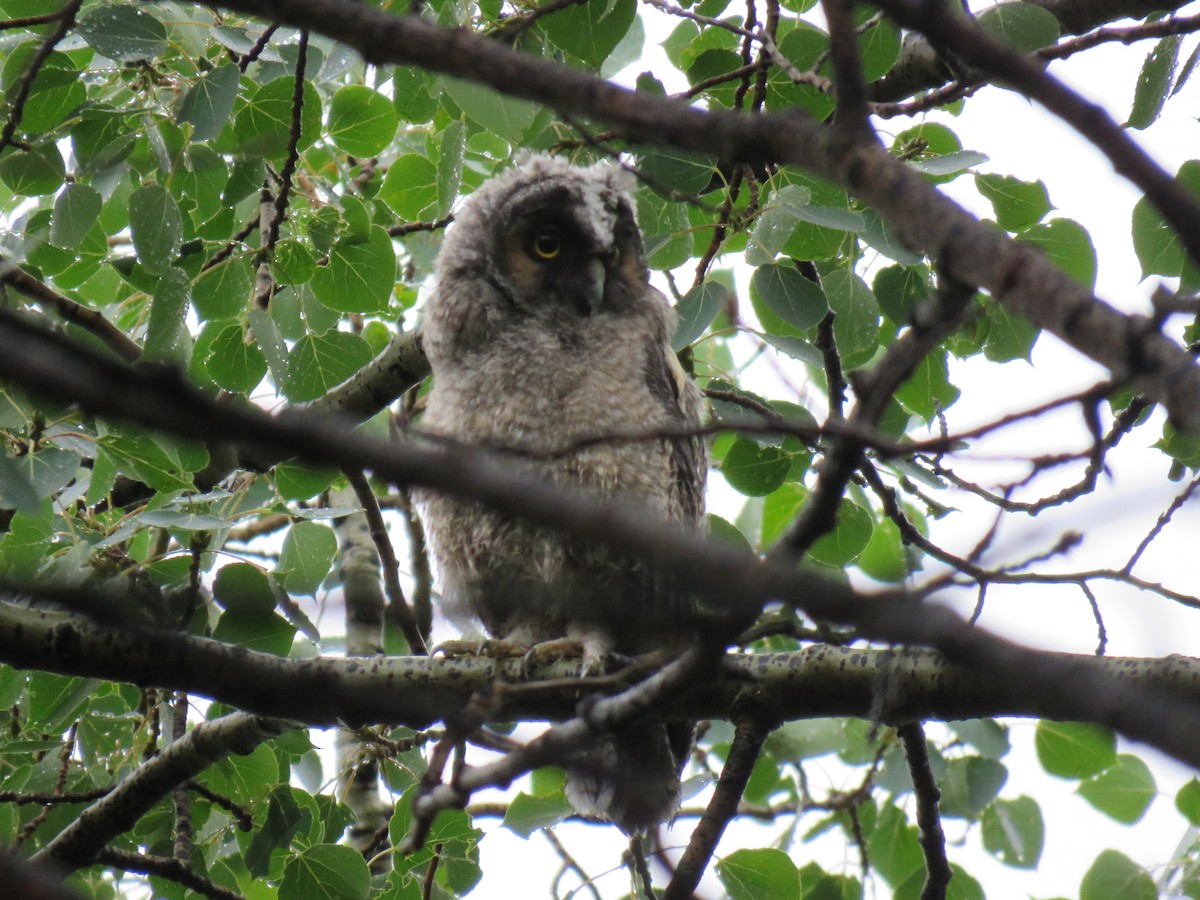 Long-eared Owl - ML638609824