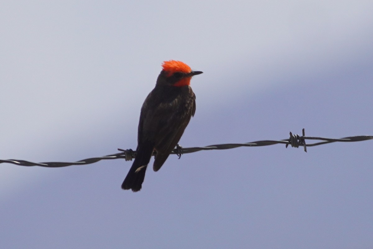 Vermilion Flycatcher - ML638609832